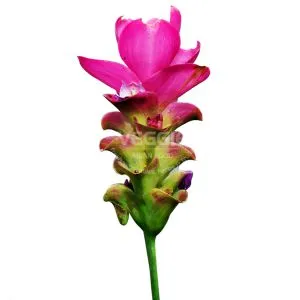 Hoa Nghệ Jeaw 100g