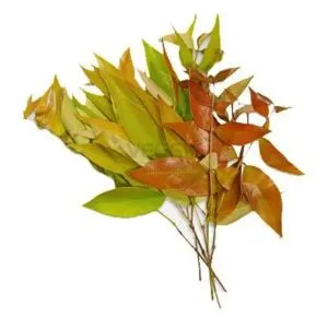 Lá Kim Nương 100g