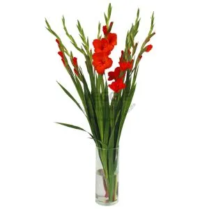 Hoa Lay Ơn Hồng 10cành/bó