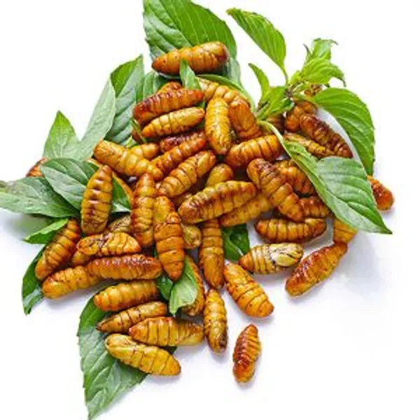 Silk Worm 500g