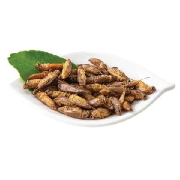 Large White Crickets 500g