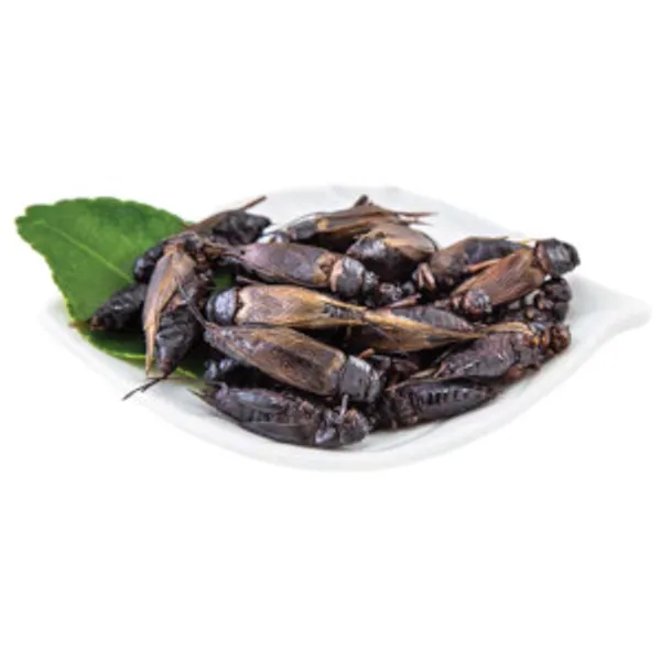 Large Crickets Big & Black 500g