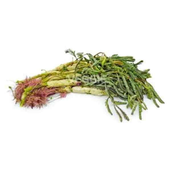 Water Mimosa 200g