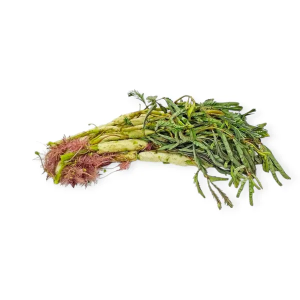 Water Mimosa 100g