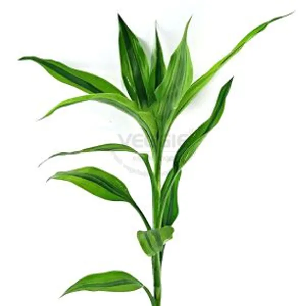 Cây Tài Lộc 1 Cành (pcs)