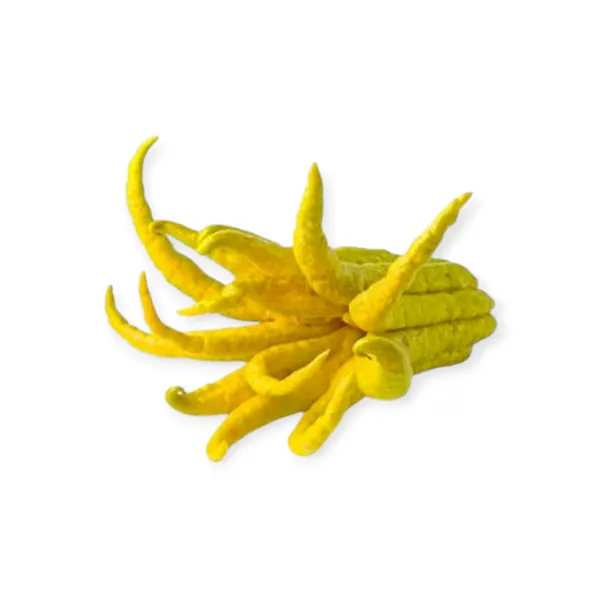 Buddha´s Hand Yellow Small