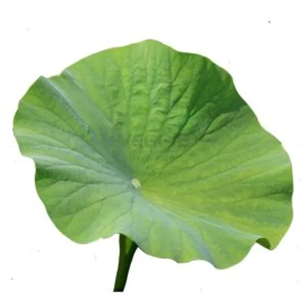 Lotos Leaf