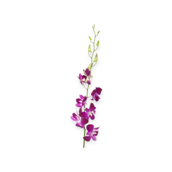 Orchid Purple 10 Stems 500g