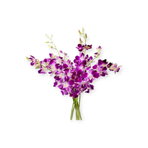 Orchid Purple 20 Stems 500g