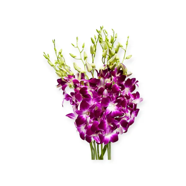 Orchids Sonia 10 Stems 500g