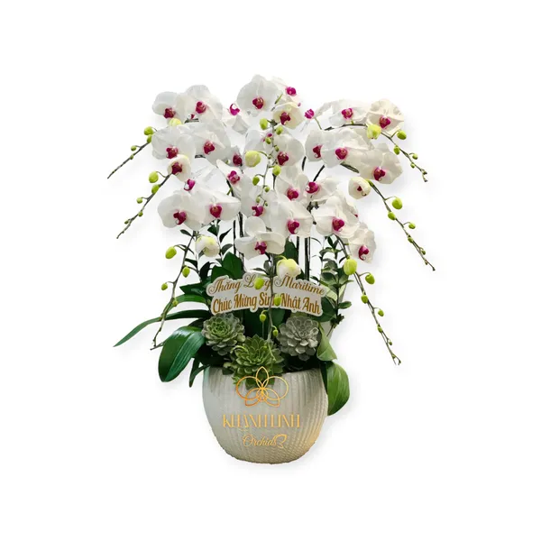 Orchid Diana 500g