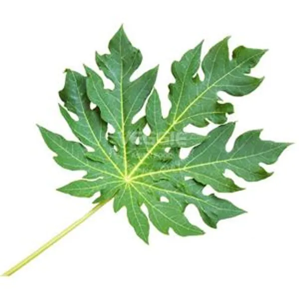 Papaya Leaves 100g