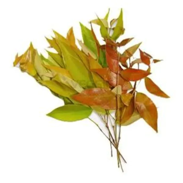 Lá Kim Nương 100g