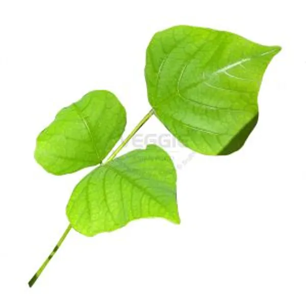 Indian Coral Leaf 100g