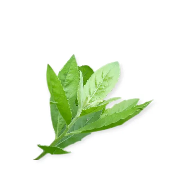 Pluchea Indica Leaf 100g