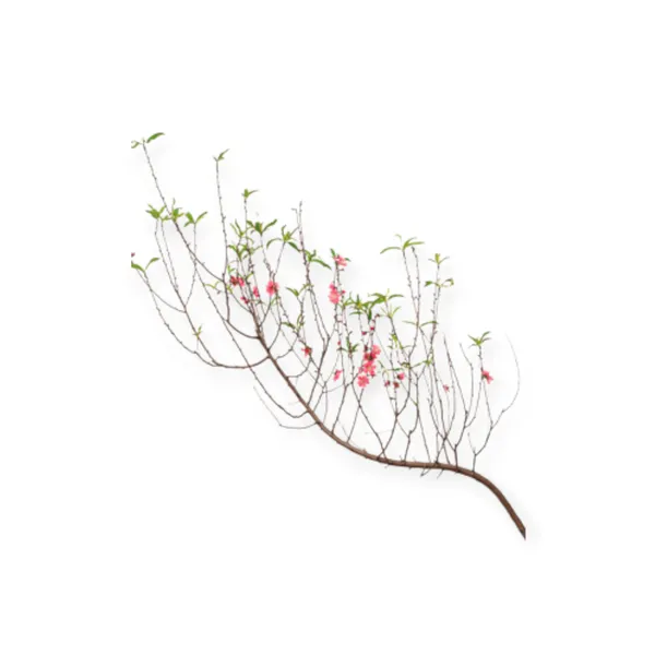 Cành Đào Tết Nhỏ