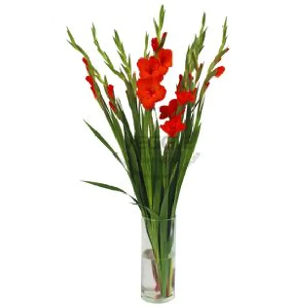 Hoa Lay Ơn Hồng 10cành/bó