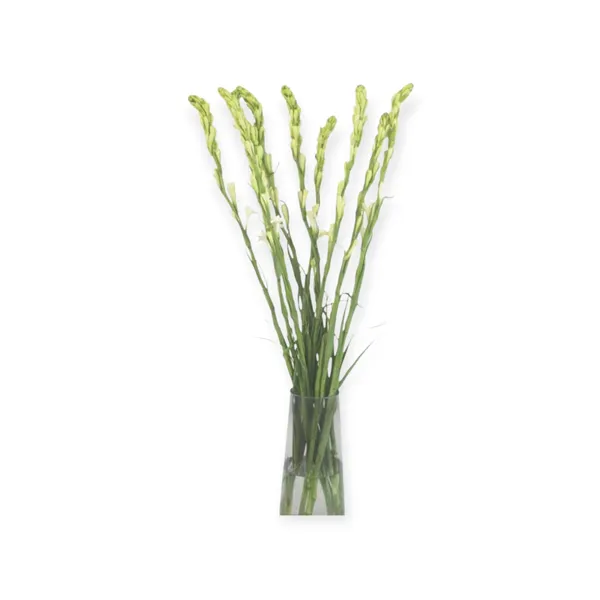 Agave Amica Flower White 10pcs/bunch